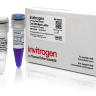 Маркер длин ДНК Low DNA Mass от 100 п.н. до 2000 п.н., 0,1175 мкг/мкл, Thermo FS