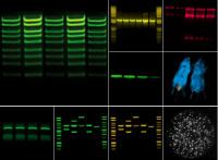 Гель- и хемидокументирующая система Fusion-FX7.Edge V.070, 4,6 Мп, охлаждение до -65 °С, автофокус, без трансилюминатора, без фильтра, Vilber