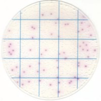 Тест-пластины KangarooSci для определения количества Salmonella, 12 шт./уп., Ringbio (аналог арт. 6421, 3M)