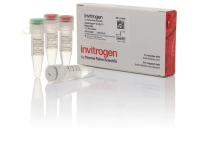 Смесь SuperScript IV VILO Master Mix, Thermo FS