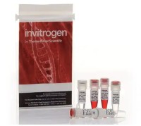 Эндонуклеаза рестрикции Anza 5 BamHI, Thermo FS