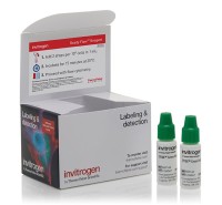 Набор SYTOX Green Ready Flow Reagent, для проточной цитометрии, 2х2,5 мл, 120 тестов, Thermo FS