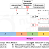 Набор для дифференцировки hPSC в нефроны hPSC-Nephron Differentiation Kit, Nuwacell, Китай