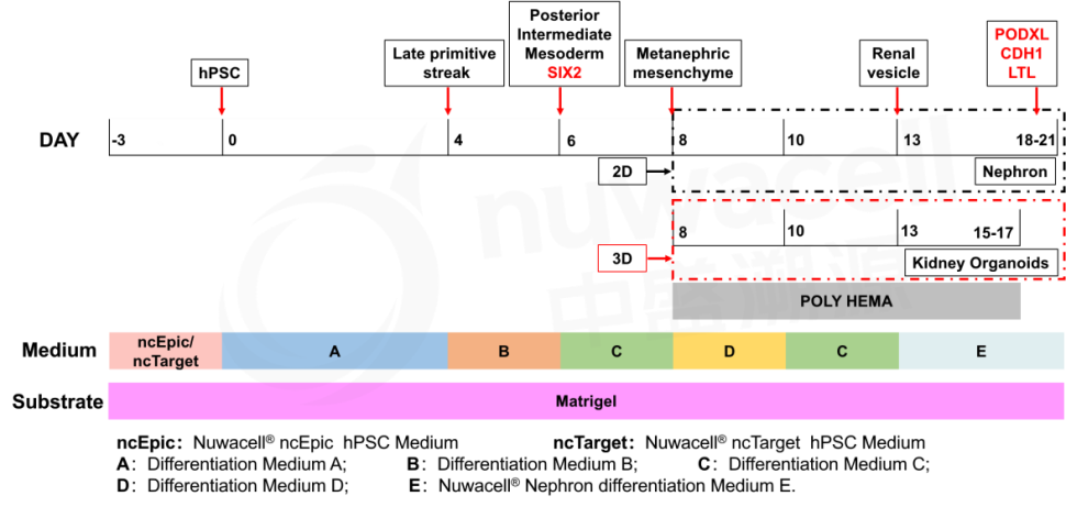 Набор для дифференцировки hPSC в нефроны hPSC-Nephron Differentiation Kit, Nuwacell, Китай
