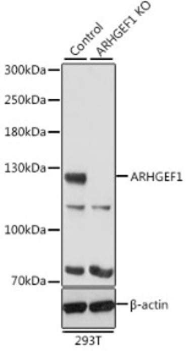 Антитела [KO Validated] ARHGEF1 кроличьи, поликлональные, ABclonal