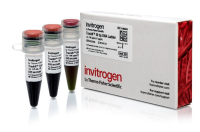 Маркер длин ДНК TrackIt 50 bp DNA Ladder, 17 фрагментов от 50 до 2500 п.н.; готовый к применению; 0,1 мкг/мкл, Thermo FS