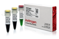 Маркер длин ДНК TrackIt Ultra Low Range, 9 фрагментов от 10 до 300 п.н; готовый к применению; 0,5 мкг/мкл, Thermo FS