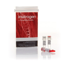 Anza 25 (PaeI) эндонуклеаза рестрикции, Thermo FS