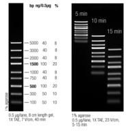 Маркер длин ДНК для экспресс анализа GeneRuler Express, 9 фрагментов от 100 до 5000 п.н., готовый к применению, 0,1 мкг/мкл, Thermo FS
