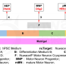 Набор для дифференцировки иПСК в моторные нейроны hPSC-Motor Neuron Differentiation Kit, Nuwacell, Китай