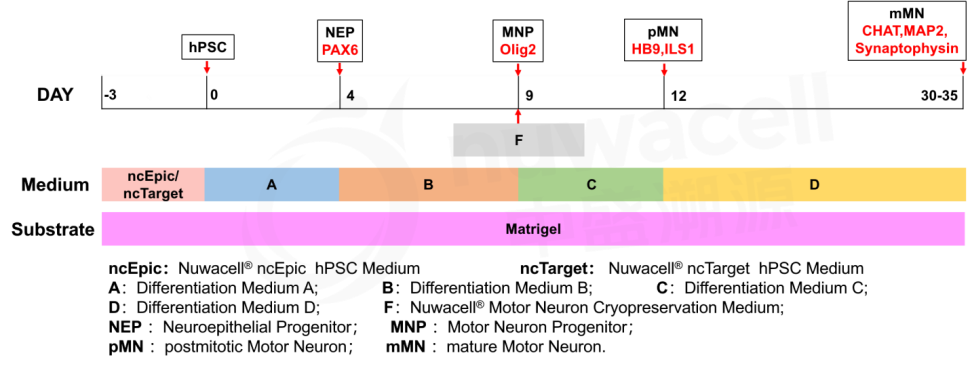 Набор для дифференцировки иПСК в моторные нейроны hPSC-Motor Neuron Differentiation Kit, Nuwacell, Китай