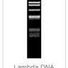 Эндонуклеаза рестрикции PdmI Fast Digest для ускоренного гидролиза ДНК, Fermentas, Thermo FS