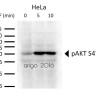 Антитела anti-Akt phospho (Ser473) antibody, кроличьи поликлональные, Arigobio