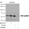 Антитела anti-Akt phospho (Ser473) antibody, кроличьи поликлональные, Arigobio