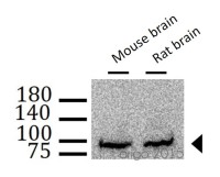 Антитела Amyloid Precursor Protein Antibody, кроличьи, поликлональные, Arigobio