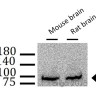 Антитела Amyloid Precursor Protein Antibody, кроличьи, поликлональные, Arigobio