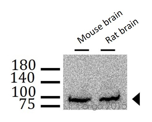 Антитела Amyloid Precursor Protein Antibody, кроличьи, поликлональные, Arigobio