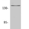 Антитела Amyloid Precursor Protein Antibody, кроличьи, поликлональные, Arigobio