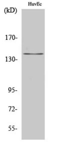 Антитела Amyloid Precursor Protein Antibody, кроличьи, поликлональные, Arigobio