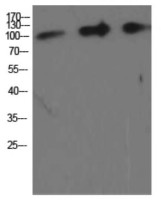 Антитела Amyloid Precursor Protein Antibody, кроличьи, поликлональные, Arigobio