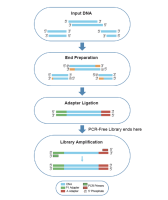 Набор для подготовки NGS библиотек VAHTS Universal DNA Library Prep Kit for Ion Torrent V2, Vazyme, Китай