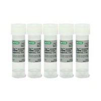 Супермикс iTaq Universal SYBR Green, Bio-Rad