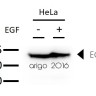 Антитела anti-EGFR antibody, мышиные моноклональные, Arigobio