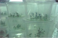 Емкость для культивирования растений Phytohealth, полипропилен, 120 мм, плоская крышка, 400 шт./уп., Китай