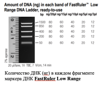 Маркер длин ДНК, FastRuler Low Range, 5 фрагментов от 50 до 1500 п.н., готовый к применению, Thermo FS