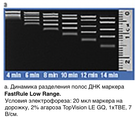 Маркер длин ДНК, FastRuler Low Range, 5 фрагментов от 50 до 1500 п.н., готовый к применению, Thermo FS