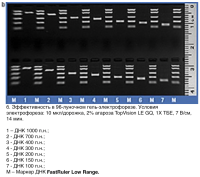 Маркер длин ДНК, FastRuler Low Range, 5 фрагментов от 50 до 1500 п.н., готовый к применению, Thermo FS