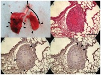 Буфер цитратный, 100х-кратный, рН 6.0, Abcam